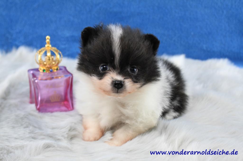 Teacup Pomeranianwelpen orangegescheckt in Rodalben Tiere Kleinanzeigen