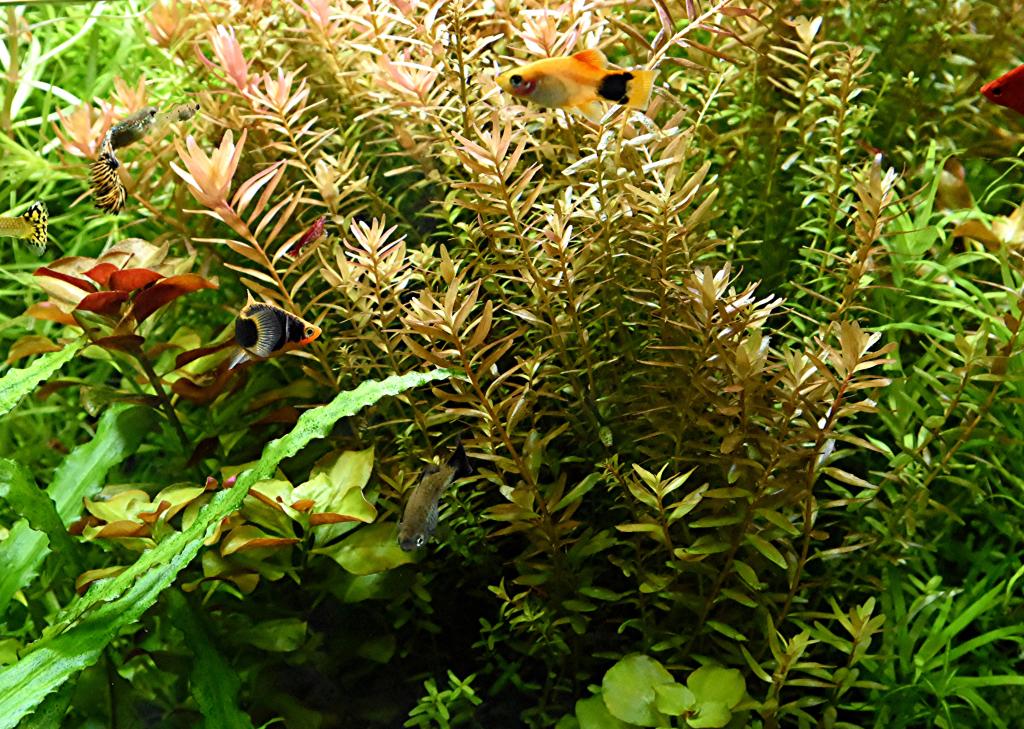 Indische Rotala Bündel Aquariumpflanzen Versand Abholung in Mechernich