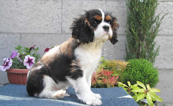 Cavalier King Charles spaniel mit FCI Papiere in Trakovice SK | Tiere