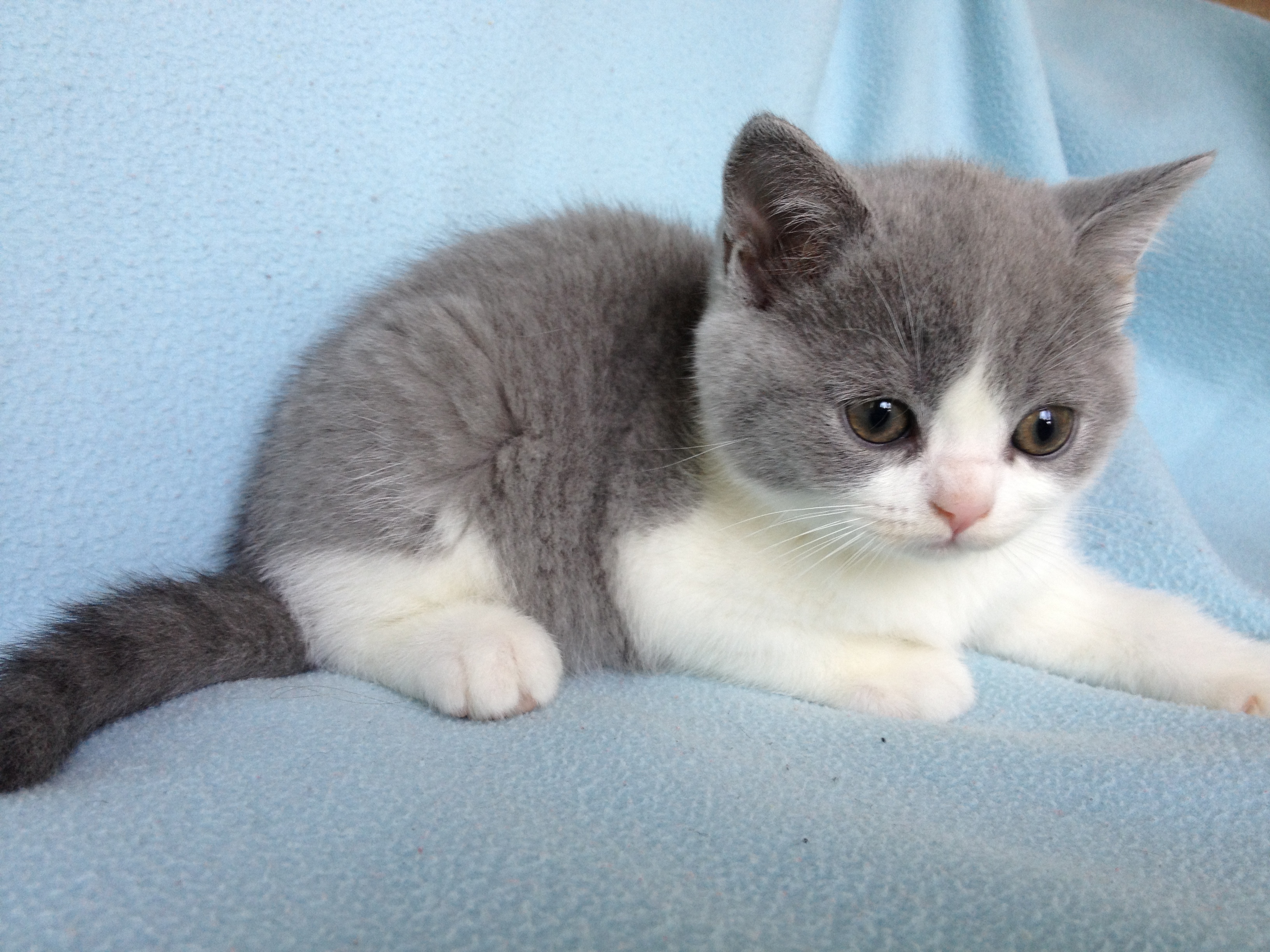 BKH Britisch Kurzhaar Katzen Blau Blau weiß Stammbaum in Versmold