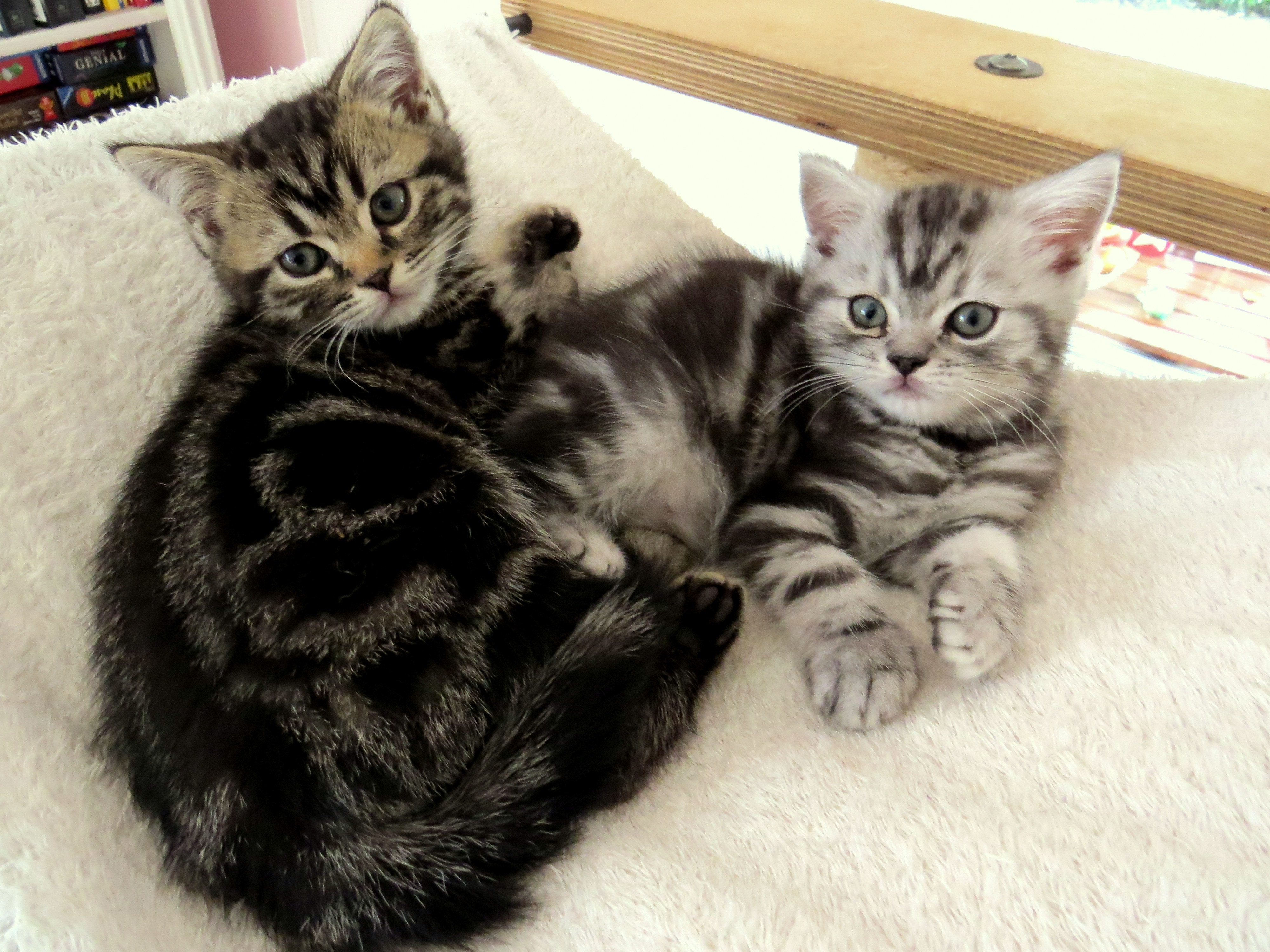 Bkh Kitten Abzugeben Whiskas Britisch Kurzhaar Silvertabby