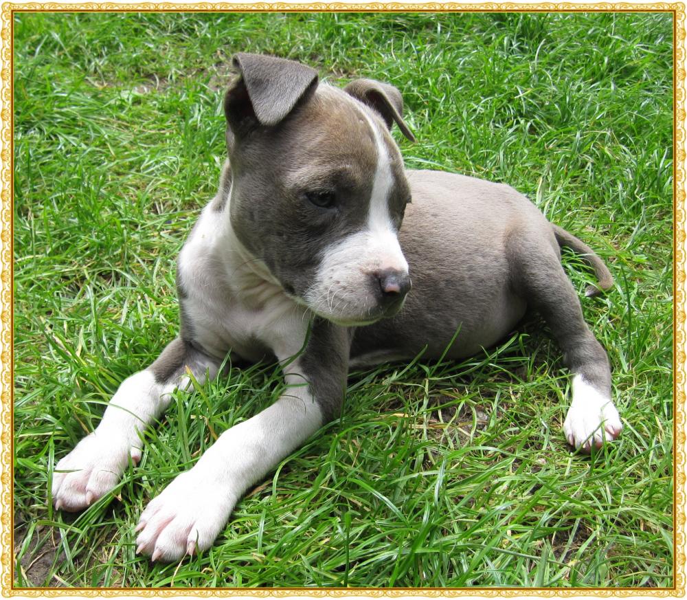 American Staffordshire Terrier Welpen Blue Line In Dusseldorf