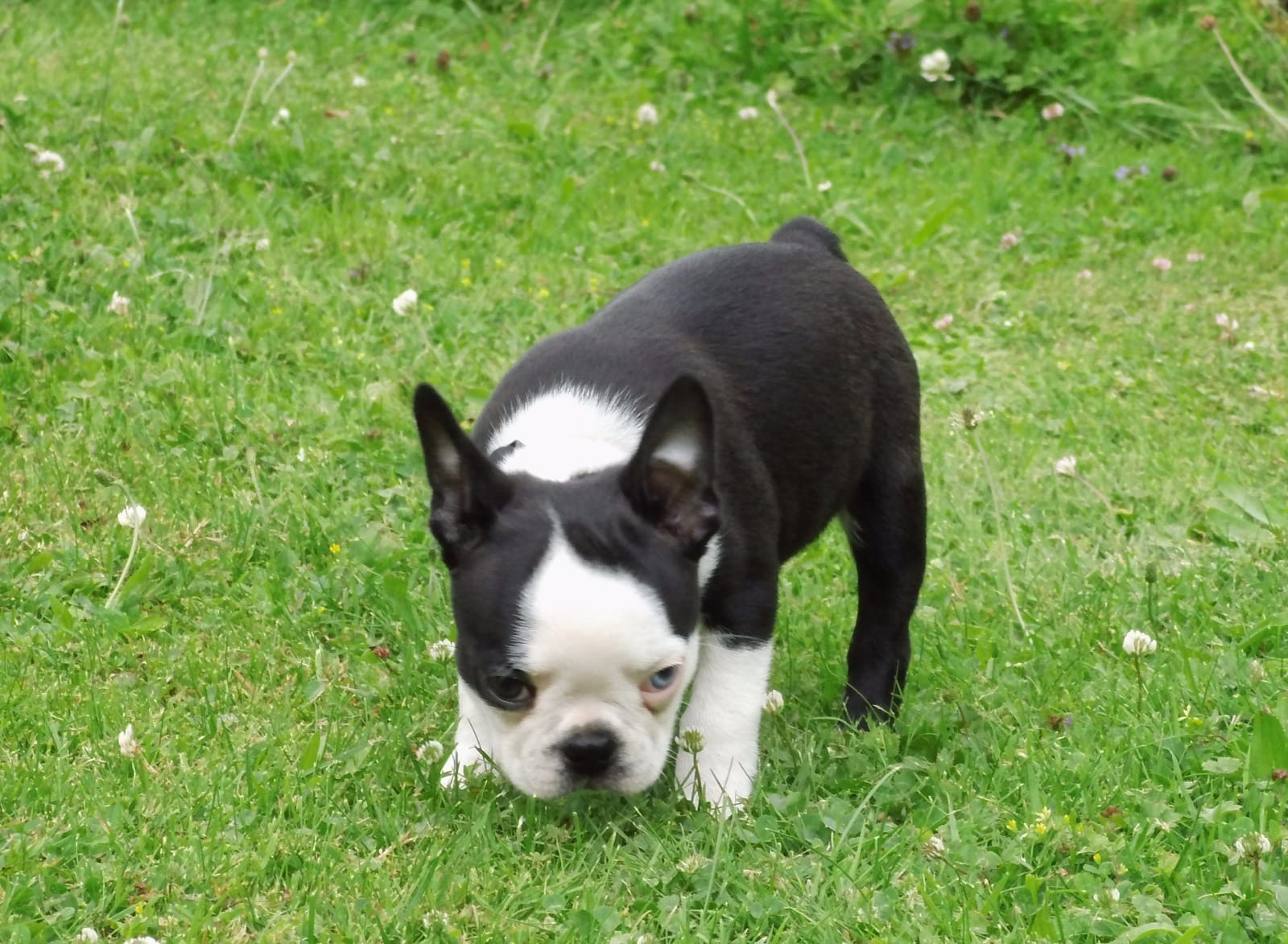 Boston Terrier Welpen sucht noch zuhause in Rüsselsheim | Tiere