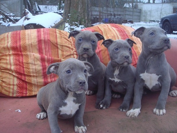 99+ Blue American Staffordshire Bull Terrier