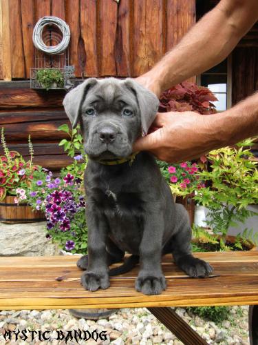 American Bandog In Tabor Cz Tiere Kleinanzeigen