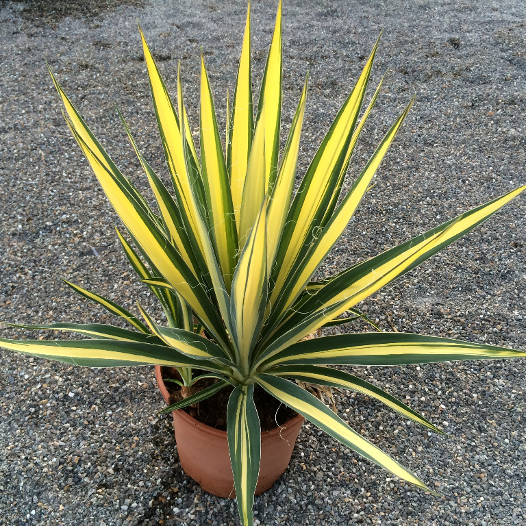 Agave Winterhart Yucca Winterhart Palme Winterhart In Salem