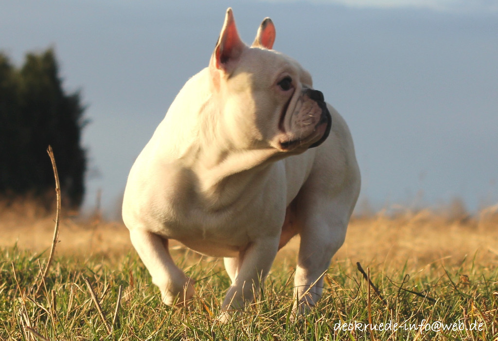 Französische Bulldogge Deckrüde creme fawn blue Schecke in Hettstedt Tiere Kleinanzeigen