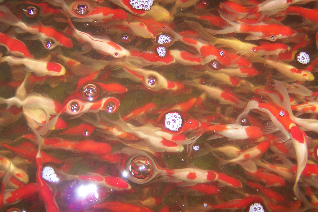 Japan Koi Teichmuscheln Biotopfische Schnecken Störe Edelkrebse vom Koi