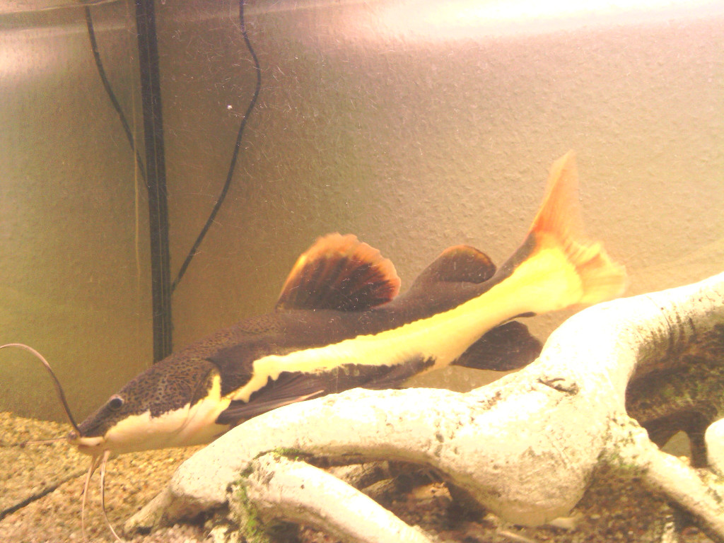 Catfish - Whiskered Wanderer of Murky Waters | Red tail catfish, Catfish, Freshwater catfish