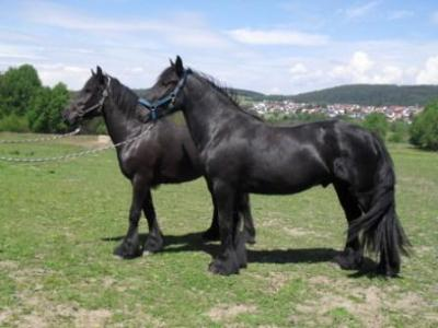 Super liebe schicke Friesen Pferde zu verkaufen in 1010 | Tiere ...