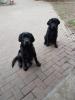 Labrador Rüde