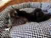 Melanistic F5 SBT Savannah Kitten