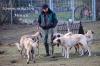 Hundeschule v. Charlys Hundefarm