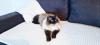 Siam/  Birma Deckkater