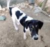 Linda sucht ein passendes Zuhause