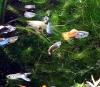 Guppy Mixe (Versand/  Abholung)