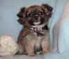 Chihuahua- und Minichihuahuawelpen aus seriöser Zucht