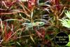 Endler,  Guppy,  reinerbig,  ab 1,  50€ (Versand/  Abholung)