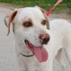 Mylo - sucht dringend ein neues Zuhause