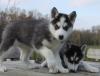 Siberian Husky mit SHC /  VDH Papieren