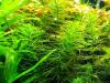 Guyana Tausendblatt,  Aquarienpflanze,  Versand/  Abholung