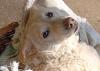 FRIENDLY - Mix -Dringend Pflege- oder Endplatz gesucht - 4 Jahre - Tierhilfe-Fra