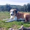 sammy sucht ein passendes Zuhause
