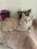 Maine Coon Kitten