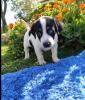 Milka sucht ein passendes Zuhause