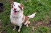 VIANIA - Australian Sheperd - 11 Monate - Tierhilfe-Franken e.V.