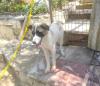 Smilla sucht ein passendes Zuhause