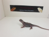 Seltene weiße Zero Hypo Translucent Leatherback Bartagamen Pogona Vitticeps