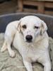 Leslie sucht ein passendes Zuhause