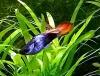 Guppy Mixe,  AKTION!,  7,  50€/  6 Stck. (Versand/  Abholung)