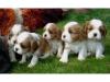 Cavalier King Charles Spaniel Welpen