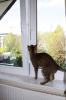 Kippfensterschutz für Katzen von austmetall,  OHNE BOHREN OHNE KLEBEN,  System 4