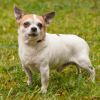 OPI RONNY - Chihuahua - 15 Jahre 8 Monate - Tierhilfe-Franken e.V.
