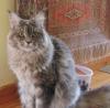 Wunderschönes Maine Coon Mädchen kastriert abzugeben!