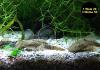 Ancistrus spec.,  brauner Antennenwels (Versand/  Abholung)