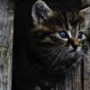 Dein Katzensitter vorOrt - Katzenbetreuung - Katzensitting - Tierbetreuung - Kat