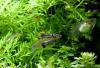 Wildendler,  Guppy,  reinerbig,  Versand