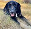 Amy sucht ein passendes Zuhause