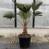 Agave winterhart,  Yucca winterhart,  Palme winterhart