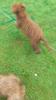 Labradoodle welpen f1 in schoko