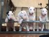 Miniature Bullterrier Welpen zu verkaufen