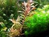 Cognacpflanze,  Aquariumpflanze,  Versand/  Abholung