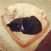 Katzenbett /  Katzenkissen in Toastbrot-Optik