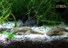 Ancistrus,  Welse,  reinerbig,  ab 2€ (Versand/  Abholung)