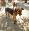 Paula sucht ein passendes Zuhause