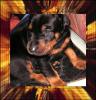Dobermannwelpen Schwarz/ Rot Papiere